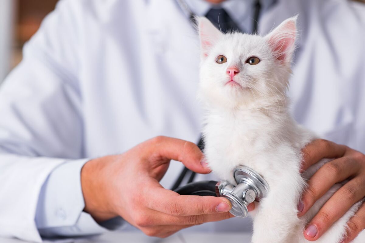 Kitten at vet appointment